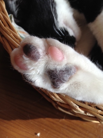 ざんまい１０ (2).JPG